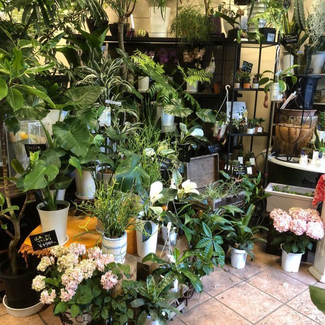 二子新地 有限会社原生花店